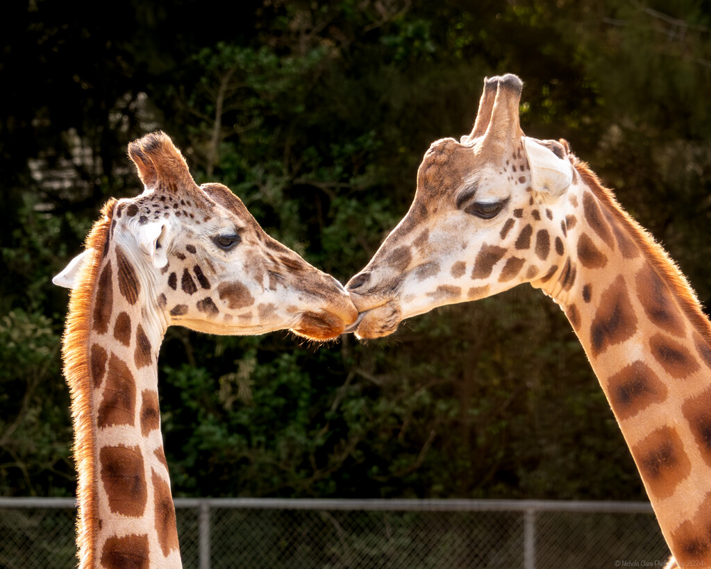 Kissing Giraffes by nickspicsnz