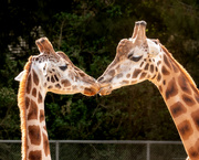 1st May 2024 - Kissing Giraffes