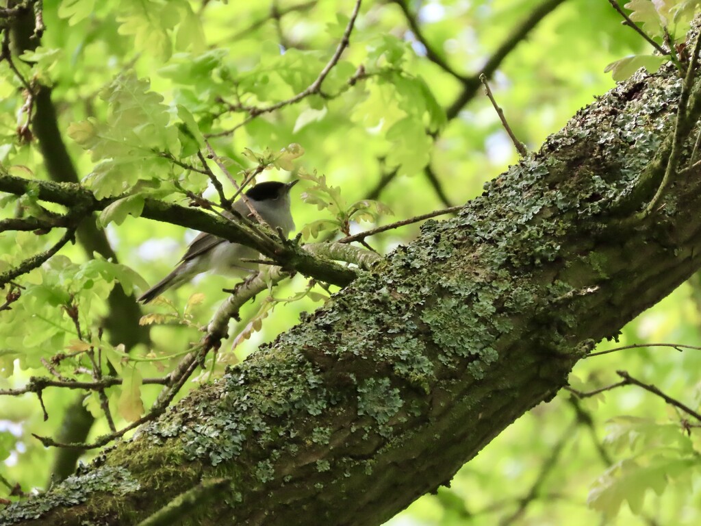 Blackcap by orchid99