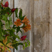 Church Flowers by 30pics4jackiesdiamond