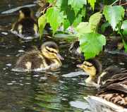 2nd May 2024 - Ducklings