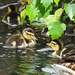 Ducklings by seattlite