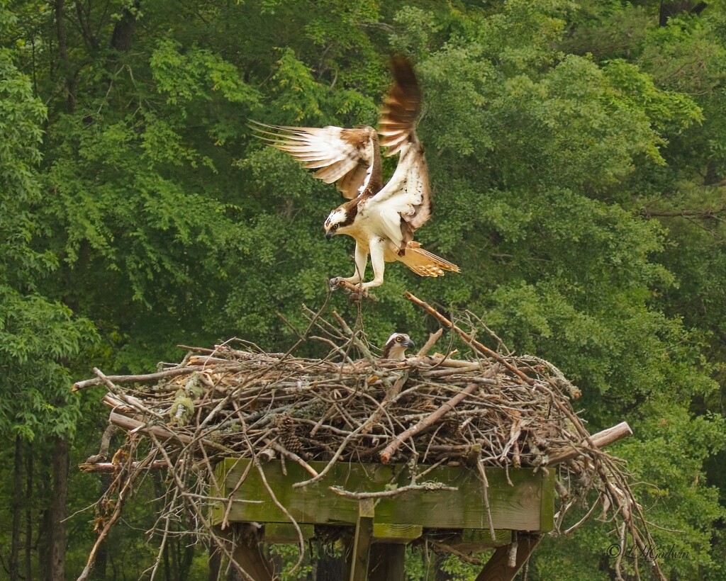 LHG_0001. Ospreys nest at lake oconee by rontu