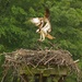 LHG_0001. Ospreys nest at lake oconee