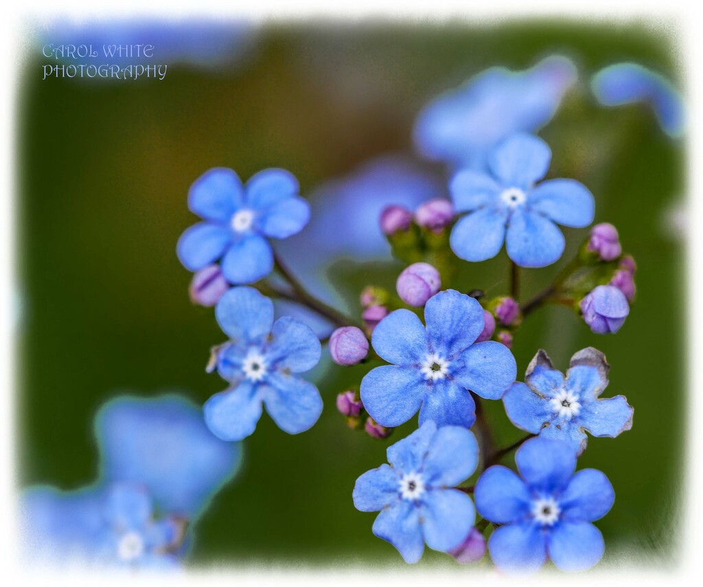 Forget-Me-Nots by carolmw