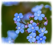 2nd May 2024 - Forget-Me-Nots