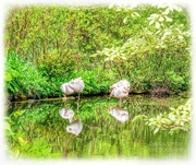 2nd May 2024 - Sleeping Flamingoes
