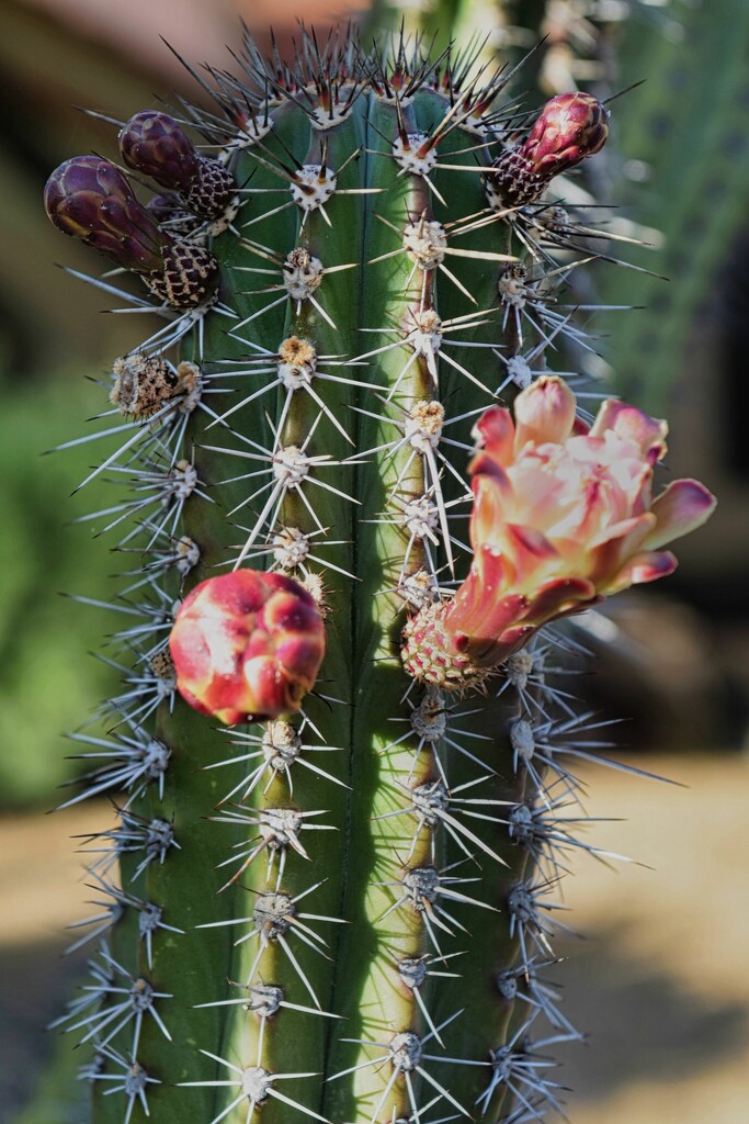 5 1 Senita Cactus  by sandlily