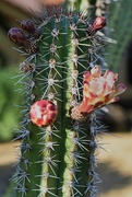1st May 2024 - 5 1 Senita Cactus 