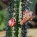 5 1 Senita Cactus 