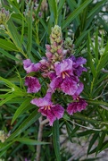 1st May 2024 - 5 1 Desert Willow blooms