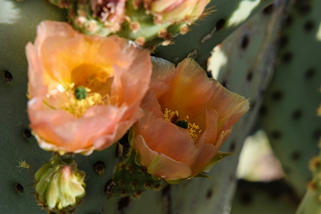 5 1 Peachy Cactus flowers by sandlily