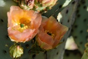 1st May 2024 - 5 1 Peachy Cactus flowers