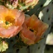5 1 Peachy Cactus flowers