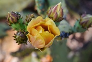 1st May 2024 - 5 1 Golden Cactus Flower