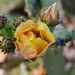 5 1 Golden Cactus Flower