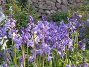 2nd May 2024 - Early morning bluebells 