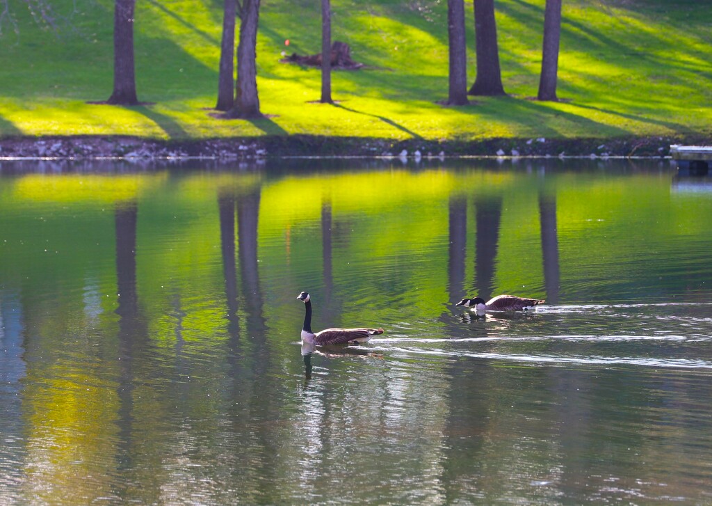 Goose Couple by lynnz