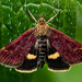 Mint Moth by anncooke76