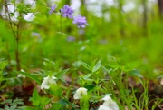 1st May 2024 - May Day Walk in the Woods