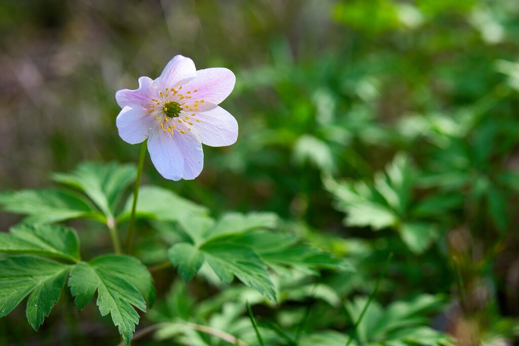 Wood Anemone by okvalle