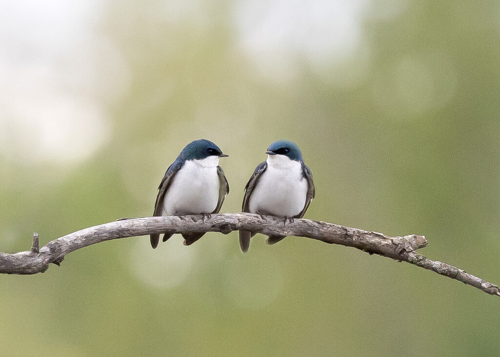 Tree Swallows by bobbic