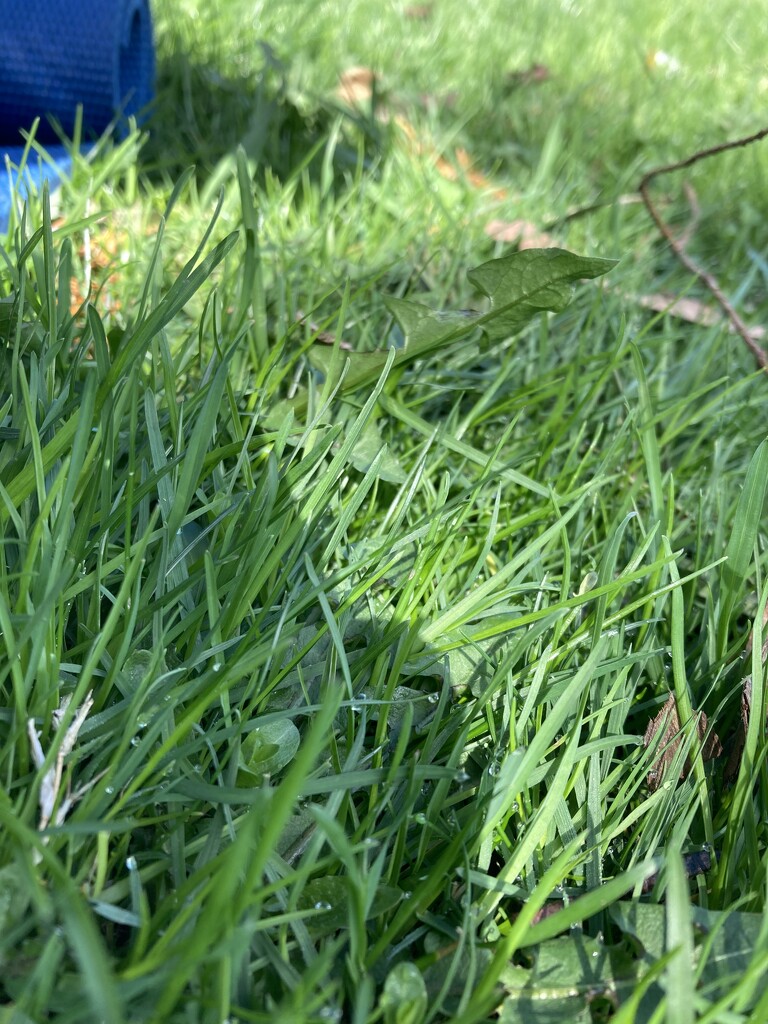 Exercising in the Grass by spanishliz