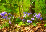 1st May 2024 - May Day Walk in the Woods