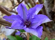 2nd May 2024 - Clematis - The President