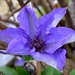 Clematis - The President