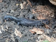 2nd May 2024 - Great Crested Newt