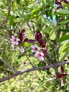 2nd May 2024 - Plum blossoms