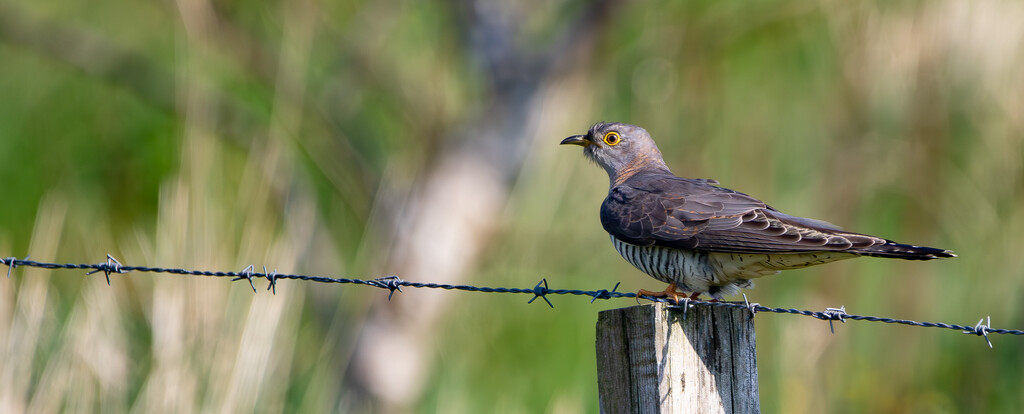 Cuckoo by lifeat60degrees