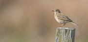 2nd May 2024 - Meadow Pipit