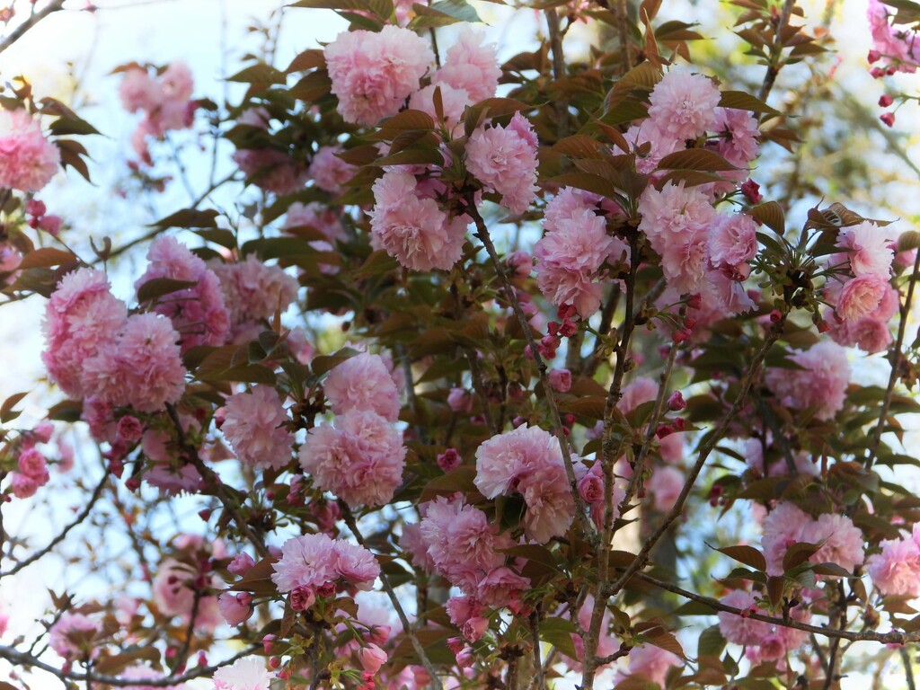Last of the blossom shots... by marlboromaam