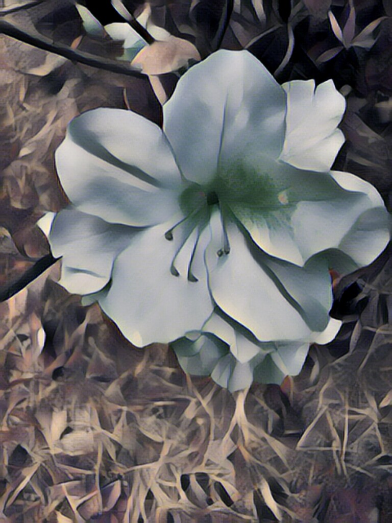 Udnie'd azalea bloom... by marlboromaam