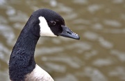 2nd May 2024 - canada goose
