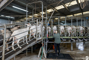 2nd May 2024 - Milking goats