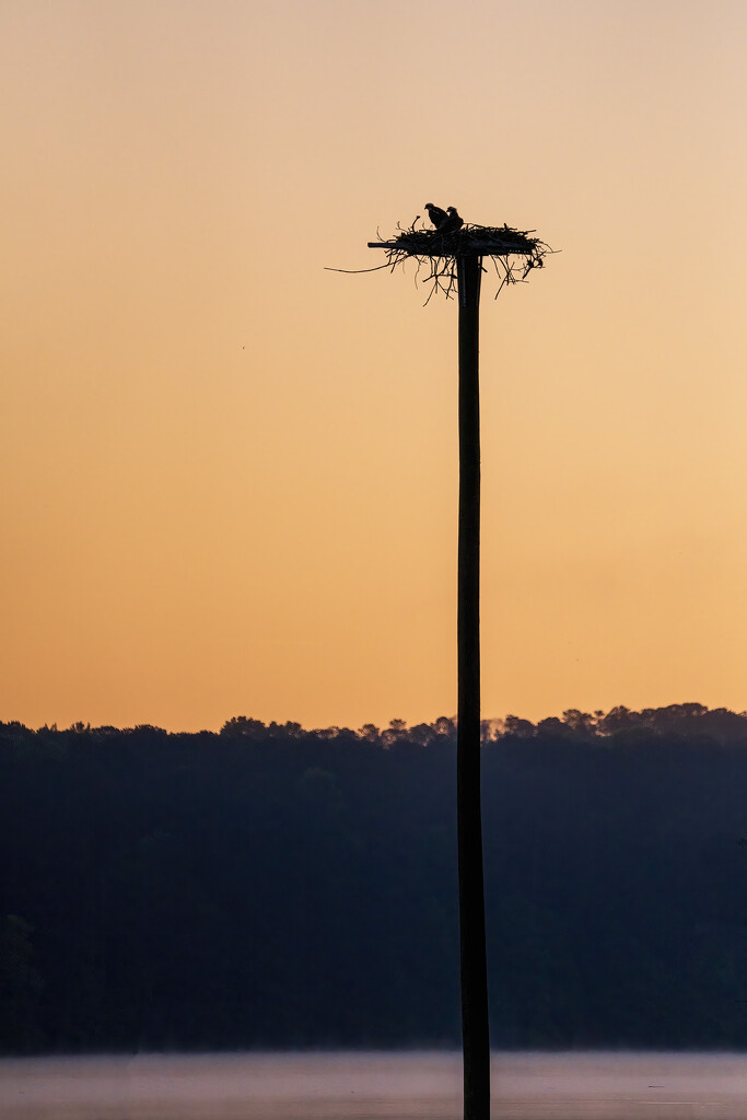 Osprey Sunrise by kvphoto