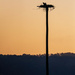 Osprey Sunrise