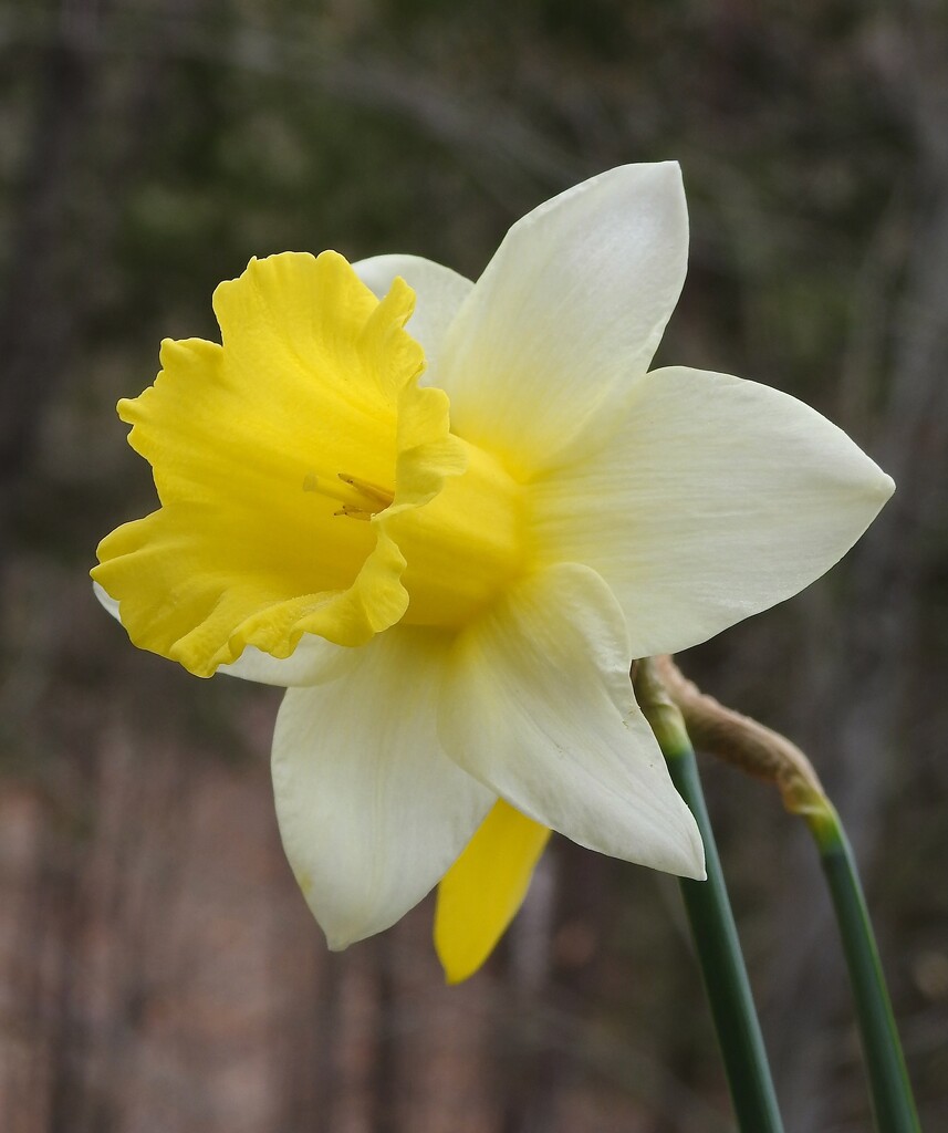Daffodil by sunnygreenwood