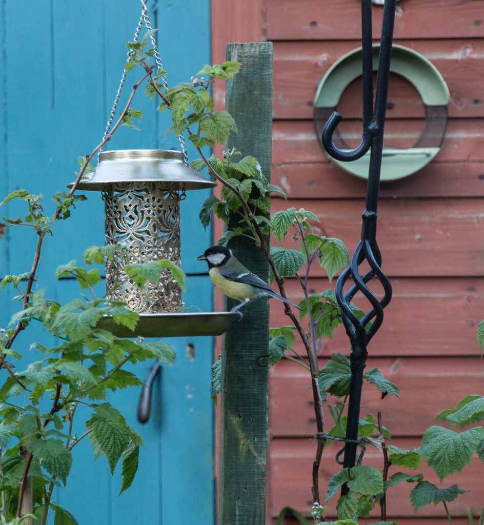 Great tit by busylady