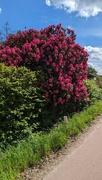 1st May 2024 - Rhodondendron