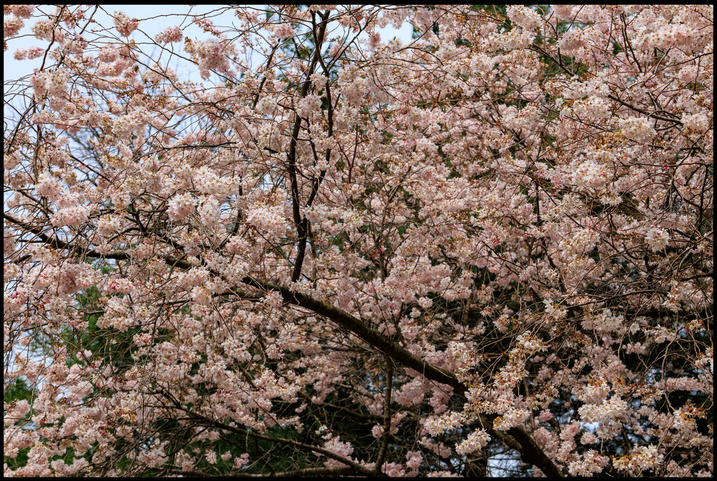 Tree in Bloom by hjbenson