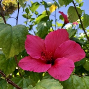 2nd May 2024 - Hibiscus