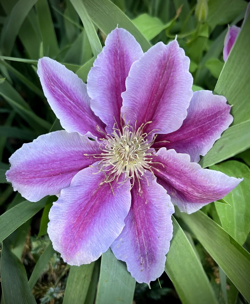 Clematis  by calm