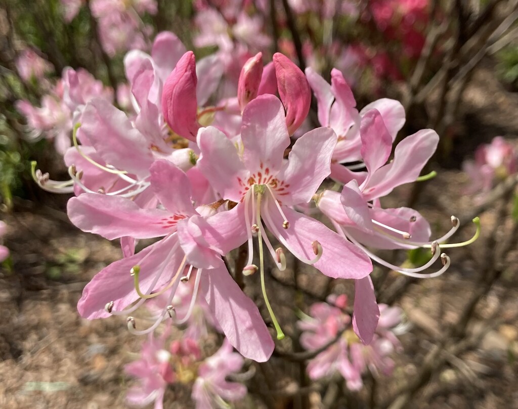pinkshell azaleas by wiesnerbeth