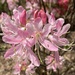 pinkshell azaleas