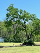 2nd May 2024 - Turkey Vulture Under a Tree