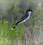 2nd May 2024 - Eastern Kingbird